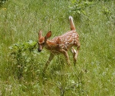 Fawns